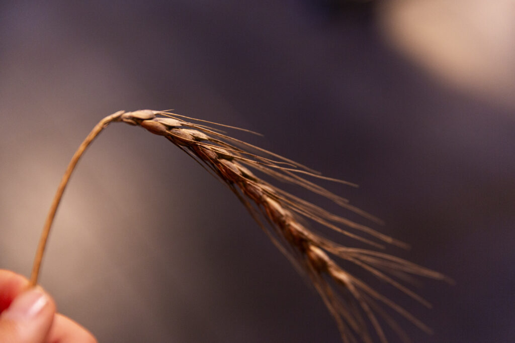 gastrollar_25_martes_37