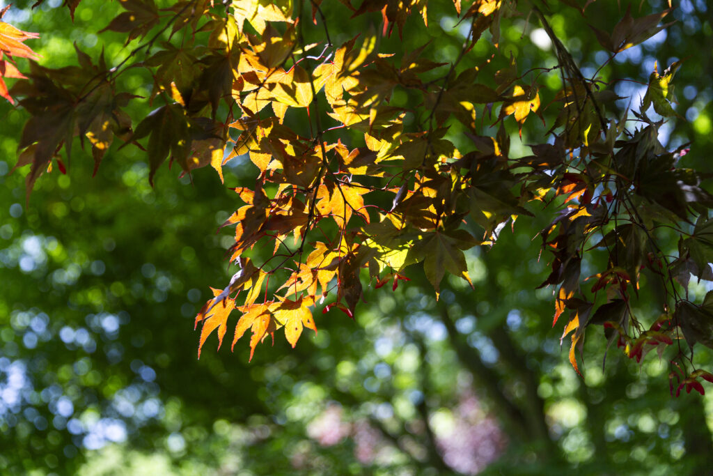 gastrollar_25_martes_71