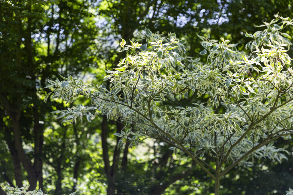 gastrollar_25_martes_77