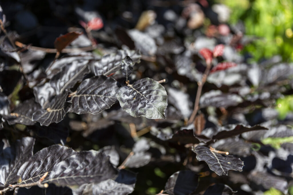 gastrollar_25_martes_80